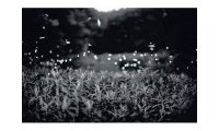 Gregory Crewdson : Fireflies